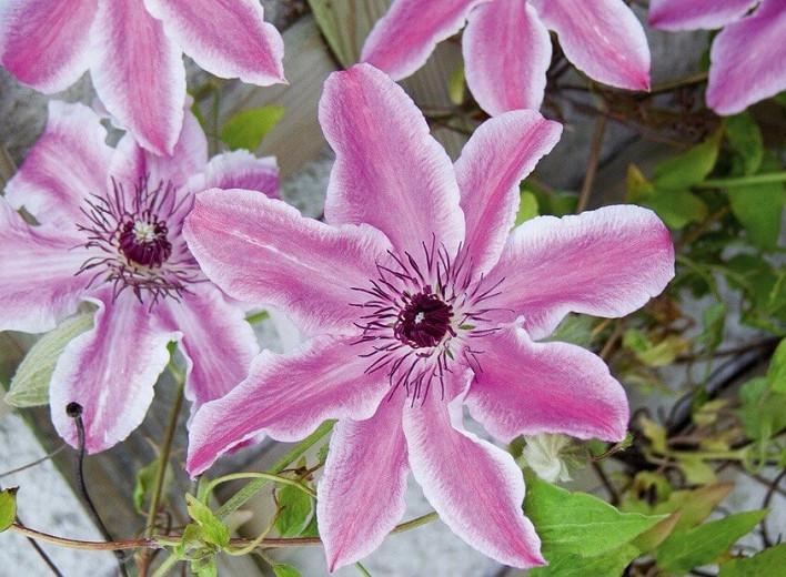 Clematis 'Carnaby', Large-Flowered Clematis 'Carnaby', group 2 clematis, Lavender clematis, Pink Clematis, Purple Clematis, Clematis Vine, Clematis Plant, Flower Vines, Clematis Flower, Clematis Pruning,
